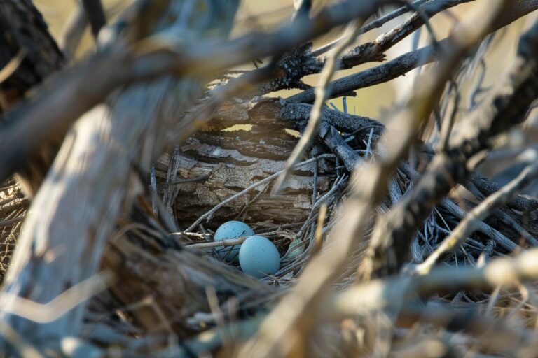 Red Robins Blue Eggs In Wilderness