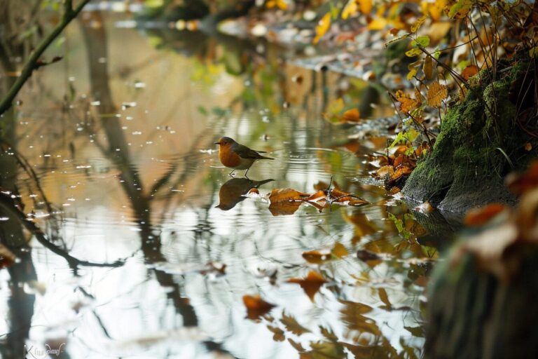 Robin Bird Standing In Water Reflection